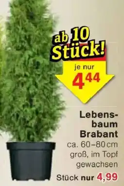 Jawoll Lebensbaum Brabant Angebot