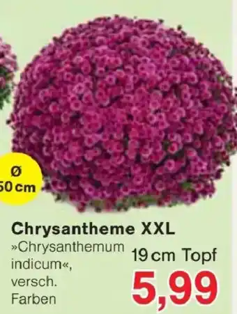 Jawoll Chrysanthemum indicum Angebot
