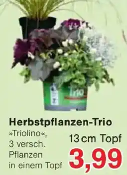 Jawoll Herbstpflanzen-Trio »Triolino« Angebot