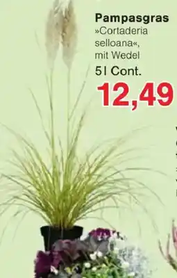 Jawoll Pampasgras Angebot