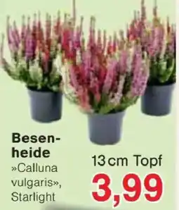 Jawoll Besenheide Angebot