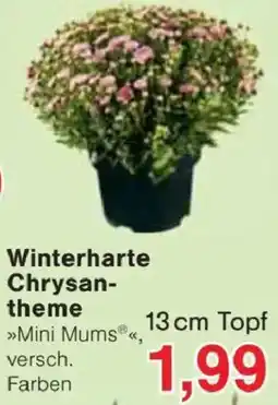 Jawoll Winterharte Chrysantheme Angebot