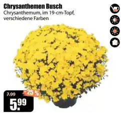 V Baumarkt Chrysanthemen Busch Angebot