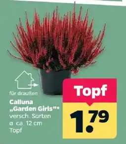 Netto Calluna "Garden Girls" Angebot