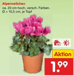 Netto Marken-Discount Alpenveilchen Angebot