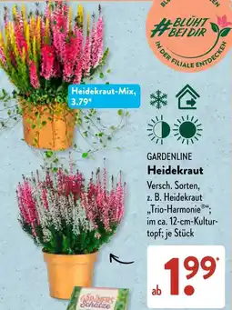Aldi Süd GARDENLINE Heidekraut Angebot