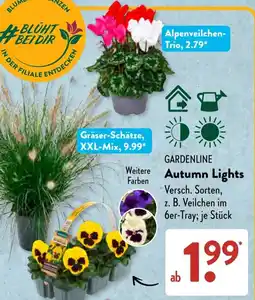 Aldi Süd GARDENLINE Autumn Lights Angebot