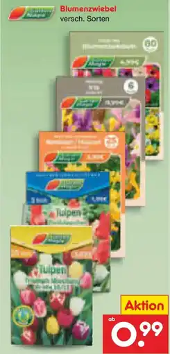 Netto Marken-Discount Blumenzwiebel Angebot