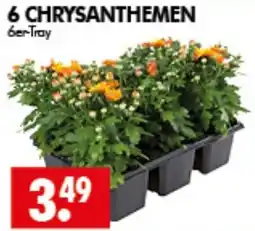 Wreesmann CHRYSANTHEMEN Angebot