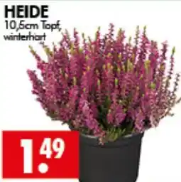 Wreesmann HEIDE Angebot
