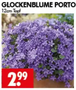 Wreesmann GLOCKENBLUME PORTO Angebot