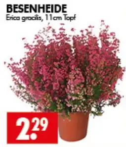 Wreesmann BESENHEIDE Erica gracilis Angebot