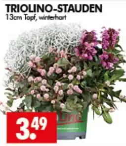 Wreesmann TRIOLINO-STAUDEN Angebot