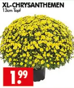 Wreesmann XL-CHRYsanthenen Angebot