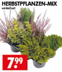 Wreesmann HERBSTPFLANZEN-MIX Angebot