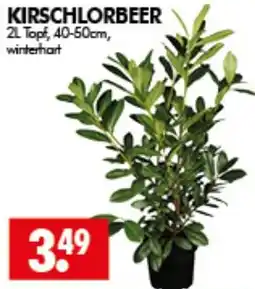 Wreesmann KIRSCHLORBEER Angebot