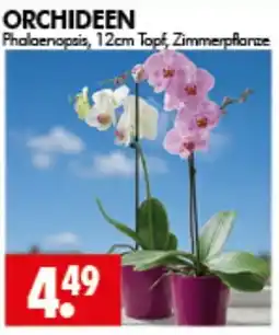 Wreesmann Phalaenopsis, 12cm Topf, Zimmerpflanze Angebot