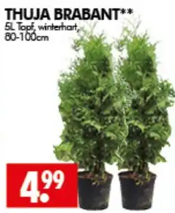 Wreesmann THUJA BRABANT Angebot