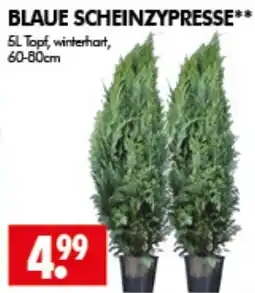 Wreesmann BLAUE SCHEINZYPRESSE** Angebot