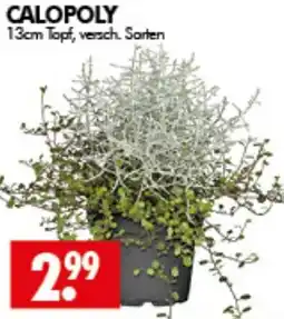 Wreesmann CALOPOLY Angebot