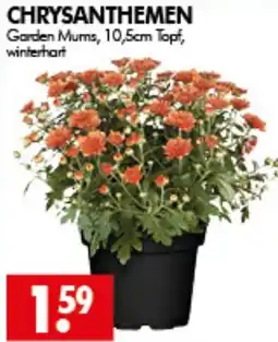 Wreesmann CHRYSANTHEMEN Garden Mums Angebot
