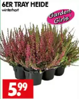 Wreesmann 6ER TRAY HEIDE Angebot