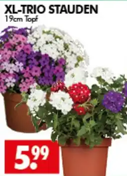 Wreesmann XL-TRIO STAUDEN Angebot