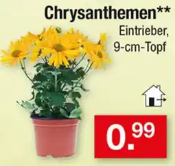 Zimmermann Chrysanthemen** Angebot