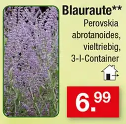 Zimmermann Blauraute** Angebot