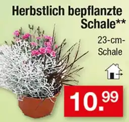 Zimmermann Herbstlich bepflanzte Schale** Angebot