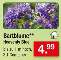 Zimmermann Bartblume** Heavenly Blue Angebot