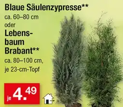 Zimmermann Blaue Säulenzypresse Angebot