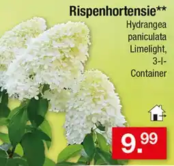 Zimmermann Rispenhortensie** Hydrangea paniculata Limelight Angebot