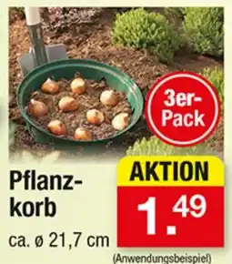 Zimmermann Pflanzkorb Angebot