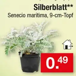 Zimmermann Silberblatt** Senecio maritima Angebot
