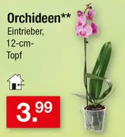 Zimmermann Orchideen** Angebot