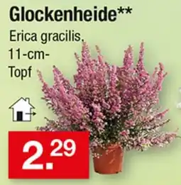 Zimmermann Glockenheide** Erica gracilis Angebot