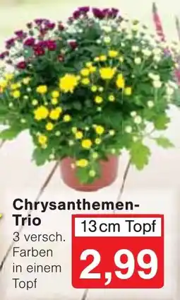 Wiglo Wunderland Chrysanthemen-Trio Angebot