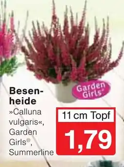 Wiglo Wunderland Besenheide »Calluna vulgaris«, Garden Girls® Angebot