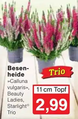 Wiglo Wunderland Besenheide »Calluna vulgaris«, Beauty Ladies, Starlight® Trio Angebot