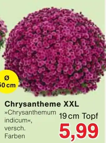 Wiglo Wunderland Chrysanthemum indicum Angebot