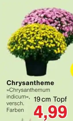 Wiglo Wunderland Chrysantheme »Chrysanthemum indicum« Angebot