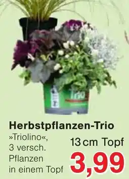 Wiglo Wunderland Herbstpflanzen-Trio »Triolino« Angebot