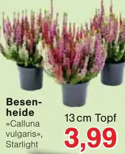 Wiglo Wunderland Besenheide Angebot