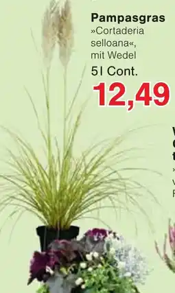 Wiglo Wunderland Pampasgras Angebot