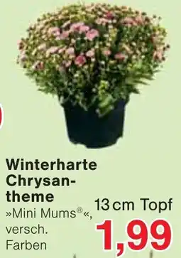 Wiglo Wunderland Winterharte Chrysantheme Angebot