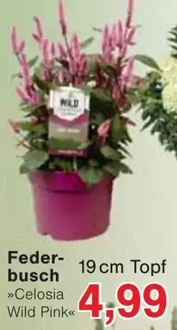 Wiglo Wunderland Federbusch »Celosia Wild Pink« Angebot