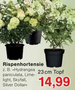 Wiglo Wunderland Rispenhortensie Angebot
