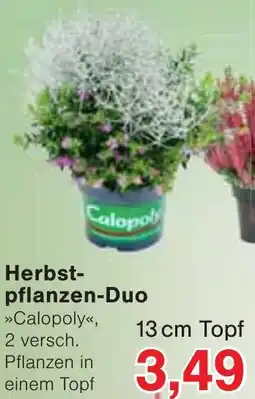 Wiglo Wunderland Herbst-pflanzen-Duo »Calopoly« Angebot