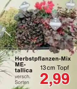 Wiglo Wunderland Herbstpflanzen-Mix ME-tallica Angebot